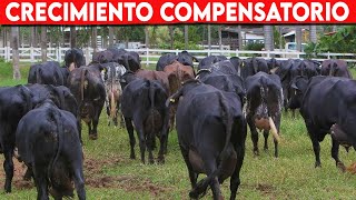 🔴 Crecimiento COMPENSATORIO En GANADO VACUNO ✅ Vacas Lecheras y Doble Propósito [upl. by Mcloughlin]