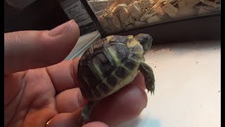 Tortue hermann juvénile qui passe lhiver en terrarium [upl. by Wallache]