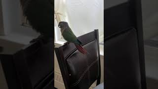 Green cheek conure screaming his head off [upl. by Bidle]