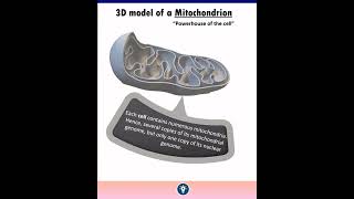 3D Model of Mitochondria  Cell  The Unit of Life Class 11 NCERT  KVS PGT BIOLOGY [upl. by Adriel954]