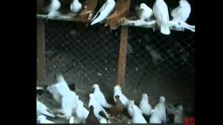 North Kavkaz Tumbler Pigeons In Russia PART 3 [upl. by Renita]