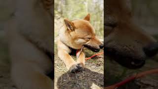 KobetheShiba‬ on his HIKING Adventure Le Ninglinspo BELGIUM Comment Like and Subscribe for more [upl. by Lupee324]