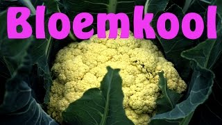 Bloemkool kweken [upl. by Wavell120]