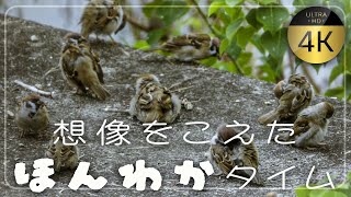 癒しのスズメたち｜雀の休憩時間をていねいに観察しました【4K 60fps】Passer montanus [upl. by Guthrey]