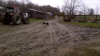 Border Collies racing [upl. by Lrac89]