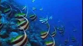 CORAL REEF La barriera corallina in lingua italiana nel mio sito wwwideavideoit [upl. by Assirek493]