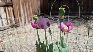 Papaver Somniferum Blooming TimeLapse [upl. by Converse]