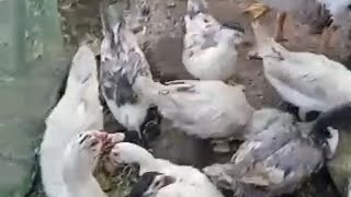 Muscovy Duck Farming [upl. by Stedt]