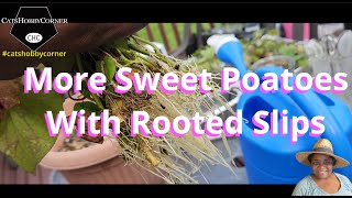 More Sweet Potato Rooted Slips to Plant  catshobbycorner [upl. by Hgielsa]