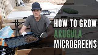 Arugula Microgreens How To Grow From Seed To Harvest With StepByStep Instructions [upl. by Rodie90]