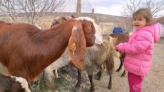 Halep Keçisi Aldık halepkeçisi köydeyaşam [upl. by Nedroj]