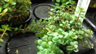 Rotala Rotundifolia in our grow tanks [upl. by Valentina]