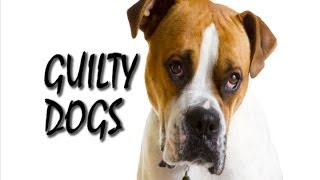 Guilty Dogs Song  Dog Shaming Compilation 2014 [upl. by Goraud]