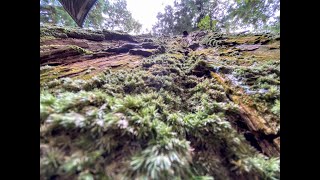 🌳1F Noise with Stream Yakushima Island Soundscape🌳  1fゆらぎ 屋久島 自然音 [upl. by Eiggem]