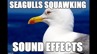 Seagulls squawking  Sound effects [upl. by Oly]