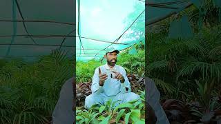 How to care Sapodilla  Chikoo  Plant at home 🏡 most informative video WAGardner [upl. by Swamy]