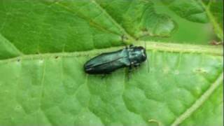 Metallic Woodboring Beetle Buprestidae Agrilus cyanescens [upl. by Aryek]