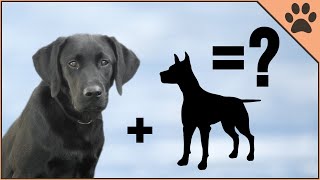 10 Unbelievable Labrador Mix Breeds [upl. by Areit]