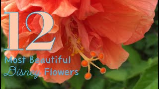 12 Most Beautiful Disney World Garden Flowers [upl. by Dhiren242]