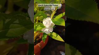 Balsam flower chiramira flowers gardenplants naturebeauty whiteflower mygardeningtour [upl. by Carie]