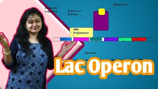 Lac OperonMolecular basis of inheritanceclass12biologyNEET2021gene regulation in prokaryotes [upl. by Annora]