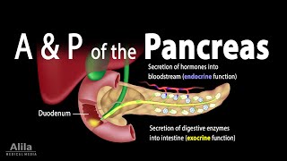 Anatomy and Physiology of the Pancreas Animation [upl. by Jewel]