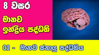 Grade 8 Science Unit 9 Part 2  Nervous System  මානව ස්නායු පද්ධතිය [upl. by Ailahs]