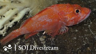 Seamount JF6 Shallow  SOI Divestream 647 [upl. by Neros801]