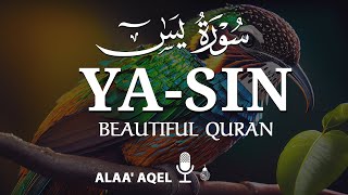 Heart shooting recitation of Surah Yaseen Yasin سورة يس  by Alaa aqel [upl. by Rbma]