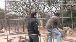 Telegraph journalist gets mauled by Lion [upl. by Eliezer]