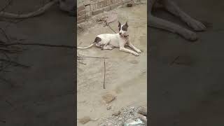 Pure Kohati Gultair Dog  pitbulldoglover pitbullloverz [upl. by Nnaira383]