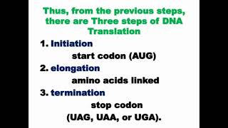 Steps of DNA Translation [upl. by Dibb]