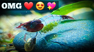 My Favorite SUPER RARE Neocaridina Shrimp  Bloody Mary Rili [upl. by Lorelle]