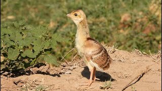 Lovely Baby male amp female peacock sound voice  Beautiful baby mor call [upl. by Anead]