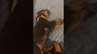 Full Bred Doberman Puppies forsale in atlanta doberman puppy pets dog doglover akcpuppies [upl. by Bunni]