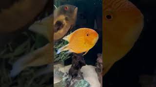 Best Cichlid Tank Mates for Freshwater Angelfish [upl. by Carlita388]