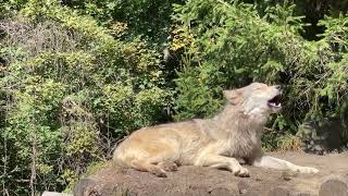 Gray Wolf Howls with Endangered Red Wolves [upl. by Rollecnahc]