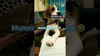 Itne salon ke bad Hindi ki book Kholi to yahbeagle dog nikalayoutubeshorts shots funny [upl. by Livvyy]