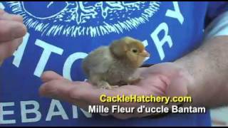 Mille Fleur Duccle Bantam Chicken Breed  Cackle Hatchery [upl. by Adnam]