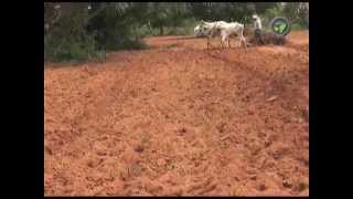 Dry Land Farming in India  Part  1 [upl. by Notlef]