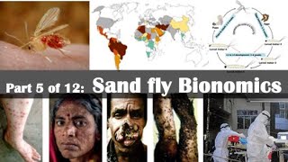 Sand fly Bionomics [upl. by Cleave359]