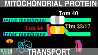 Protein Transport Into Mitochondria  Mitochondrial Protein Transport [upl. by Wendy]