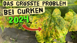 Jetzt schnell handeln Flecken auf Gurkenblättern  Falscher Mehltau oder Gurken Mosaik Virus [upl. by Loy833]