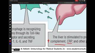 Immunology L15 C12 Phagocytes and cytokines p1 [upl. by Nonaihr]