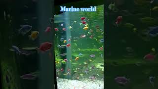 Marine world Chavakkad beach [upl. by Gnaht]