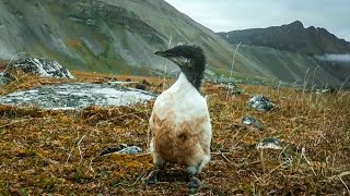 Tiny Guillemot Chicks DeathDefying First Flight  BBC Earth [upl. by Devitt275]