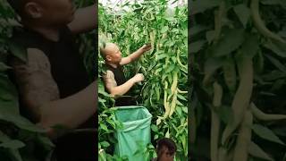 chaines green chili agriculture greenpeppers greenchili farming [upl. by Priestley]