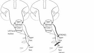 Cranial Nerve 7 Innervation Draw it to Know it Neuroanatomy [upl. by Ahsercal]