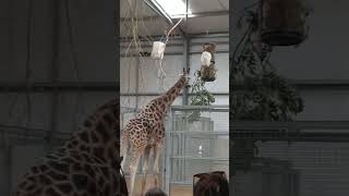 Learn about giraffes [upl. by Singer]