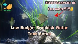 Best low cost Brackish water aquarium setup and Mono angel fish care in tamil [upl. by Ferullo]